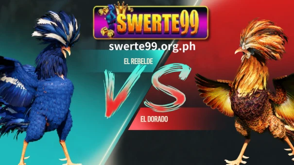 In this guide, SWERTE99 will walk you through the process of choosing the best online cockfighting sites in the Philippines