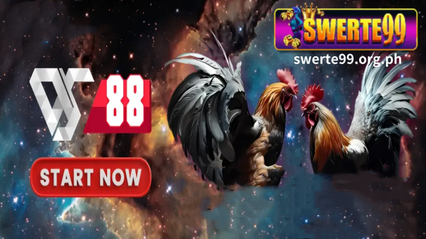 Welcome to the exciting world of DS88 Cockfighting, where the excitement of cockfighting combines with the excitement of gambling